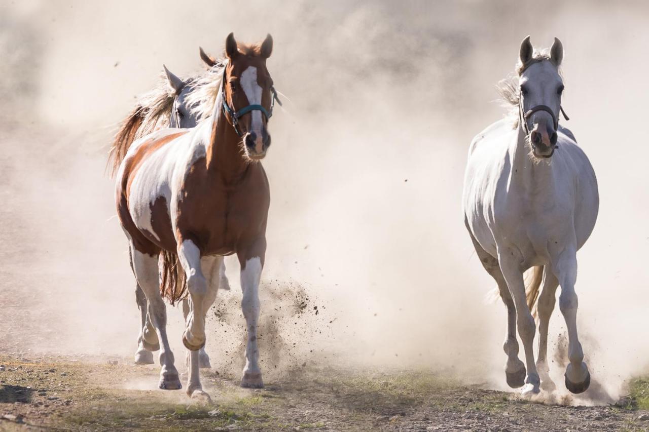 Ranchhouse Smoker- Westernstable - Horse Elterlein Exterior foto